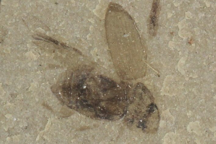 Beetle and Fly Fossil - Green River Formation, Utah #101562